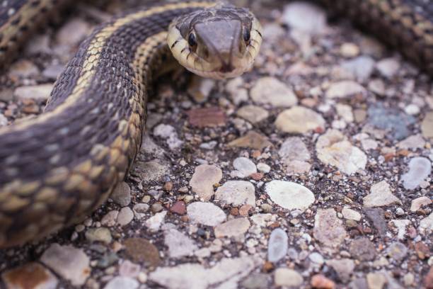 istock A garter snake coiled up looking at the camera with red and black split tongue sticking out 874413112