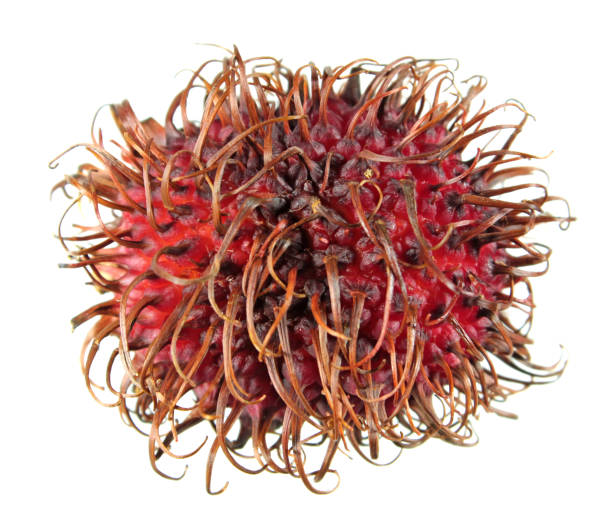 istock Red unpeeled rambutan fruit isolated on white background 874413744