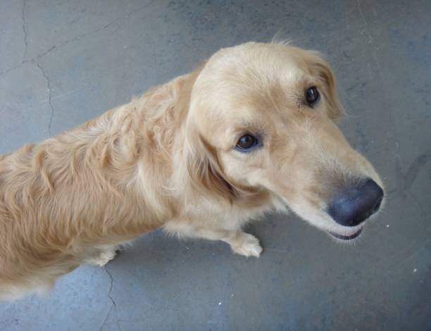 istock Golden retriever dog 874418396