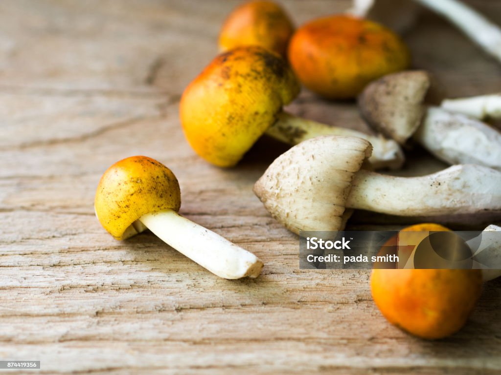 Yellow hat mushroom,autumn food. Yellow hat mushroom on wooden table,autumn food. Agriculture Stock Photo