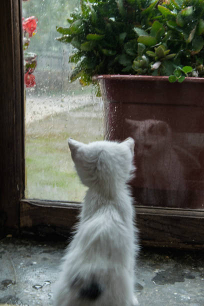 istock Little kitty lookin the rain by the windows 874419844