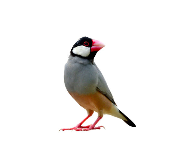 istock Beautiful Java sparrow (Lonchura oryzivora) known as Java finch or Rice bird  small grey with pink legs and bills fully standing isolated on white background 874423722