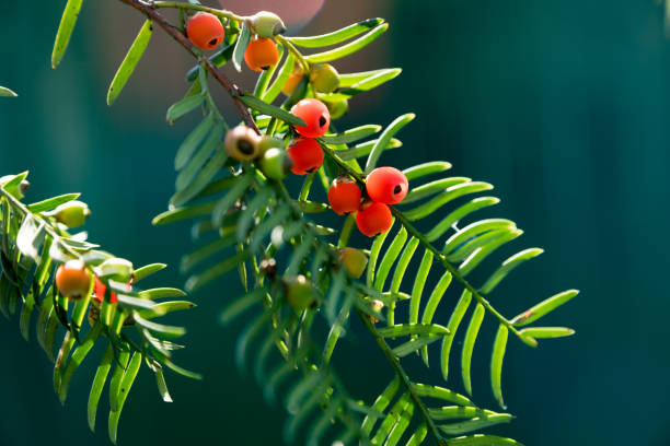 istock Close-Up Of Fruit Growing On Yew Tree 874424152