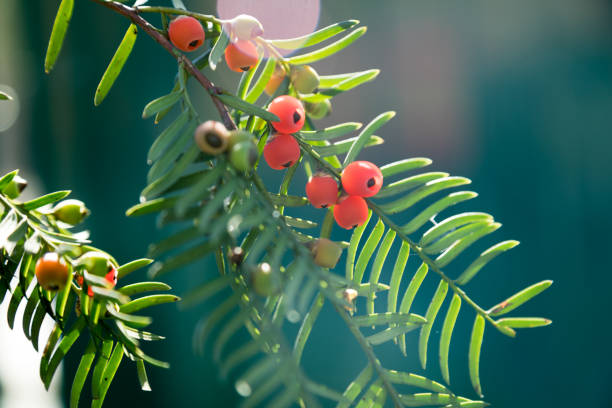 istock Close-Up Of Fruit Growing On Yew Tree 874424170