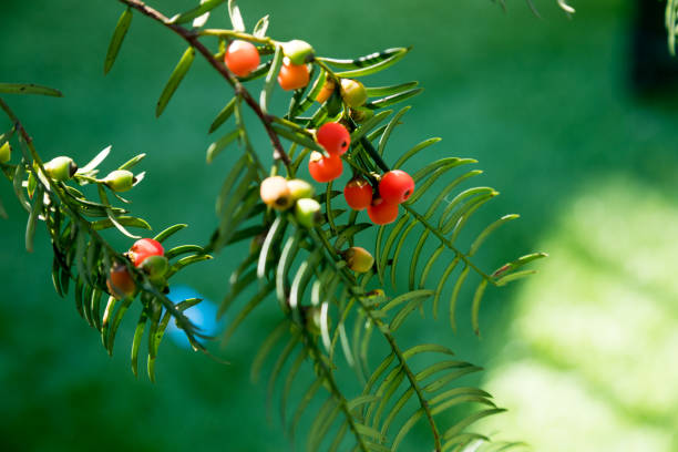 istock Close-Up Of Fruit Growing On Yew Tree 874426546