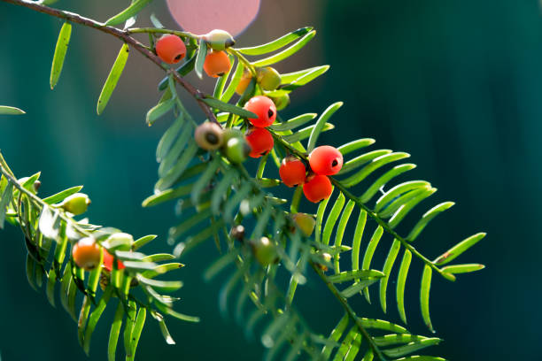 istock Close-Up Of Fruit Growing On Yew Tree 874427018