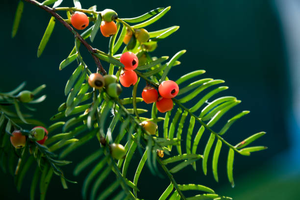 istock Close-Up Of Fruit Growing On Yew Tree 874427024