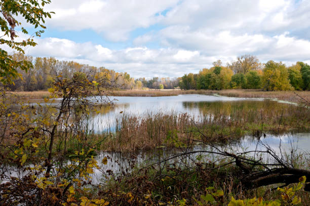 landscape of marshes and forests within minnesota valley national wildlife refuge in eagan minnesota