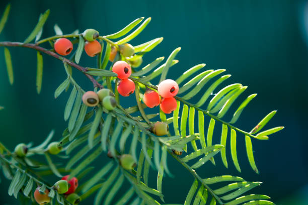 istock Close-Up Of Fruit Growing On Yew Tree 874428116