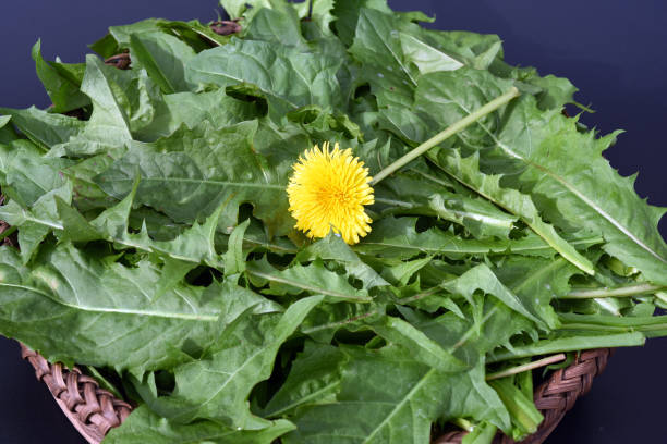 istock Dandelion, Taraxacum, officinale 874437834
