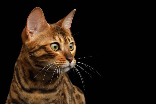 istock Bengal cat isolated on Black Background 874437922