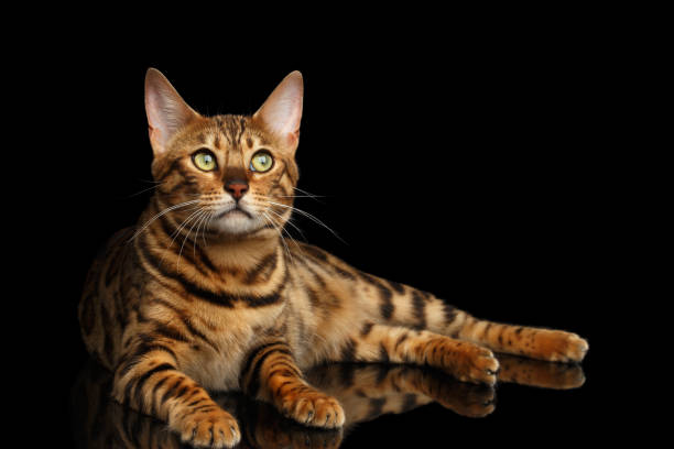 istock Bengal cat isolated on Black Background 874438050
