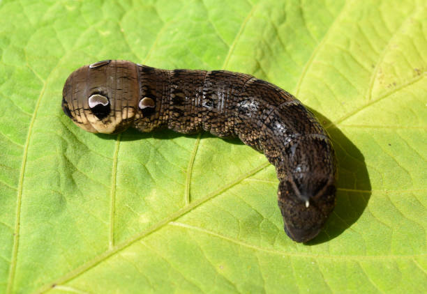 istock caterpillar, Deilephila elpenor, 874438068