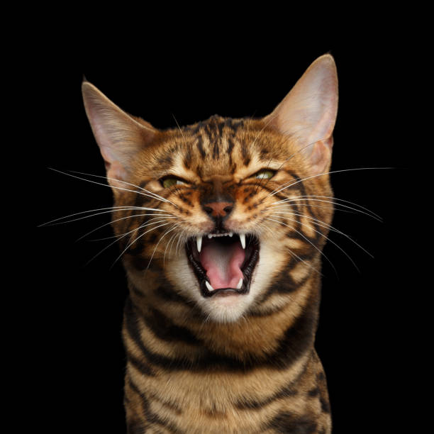 istock Bengal cat isolated on Black Background 874438214