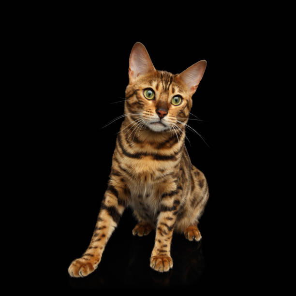 istock Bengal cat isolated on Black Background 874438290