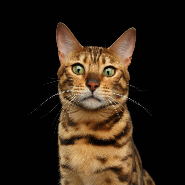 istock Bengal cat isolated on Black Background 874438350