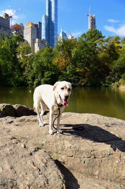 istock Labrador Retriever exploring New York City 874442458