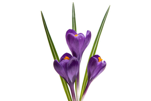 istock spring flower of lilac crocus 874442754