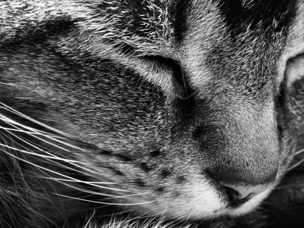 istock Close up shot of a Tabby Cat 874442862