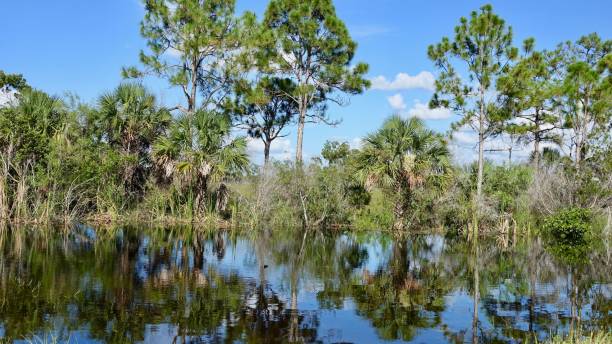 istock Marsh land in the Everglades 874445588