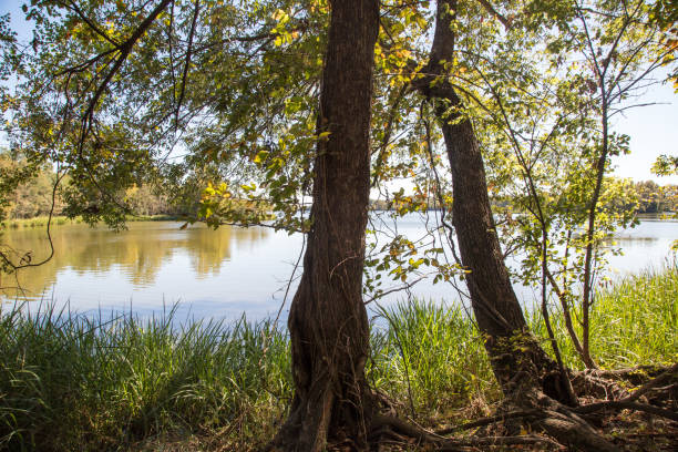 istock Walking the forest trail near lake 874446740