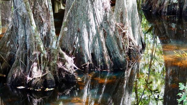 istock Jungle in the Everglades 874449004
