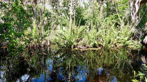 istock Jungle in the Everglades 874449144