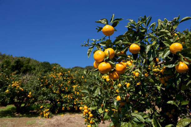 istock Mandarin orange orchard in Japan 874450552