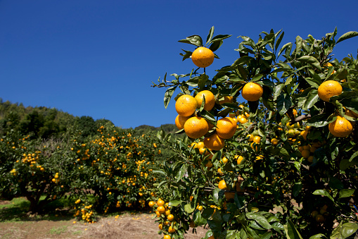Mandarin orange orchard is the harvest season.