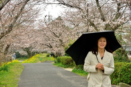A Japanese woman in her mid-fifty's is walking under the tunnel of cherry blossoms on a light rainy day in Iwakuni City, Yamaguchi Prefecture, Japan.