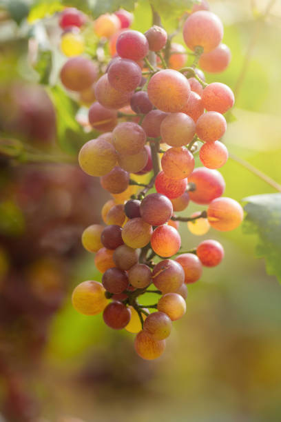 istock Ripe grapes in fall Ripe grapes growing at wine fields 874453688