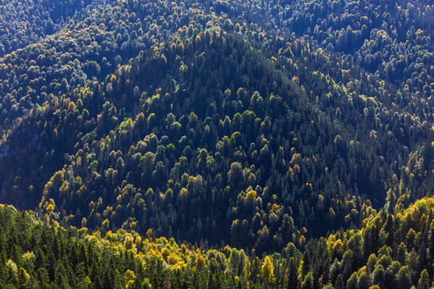 istock Forest at Seven Lakes at Bolu in Turkey 874453856