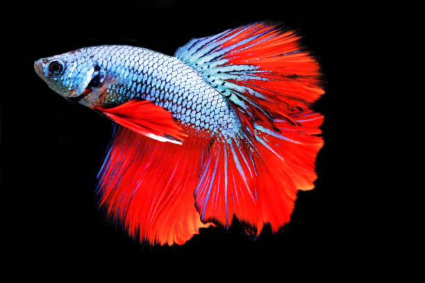 istock close up of Betta Siamese fighting fish, Betta splendens Pla-kad 874454396