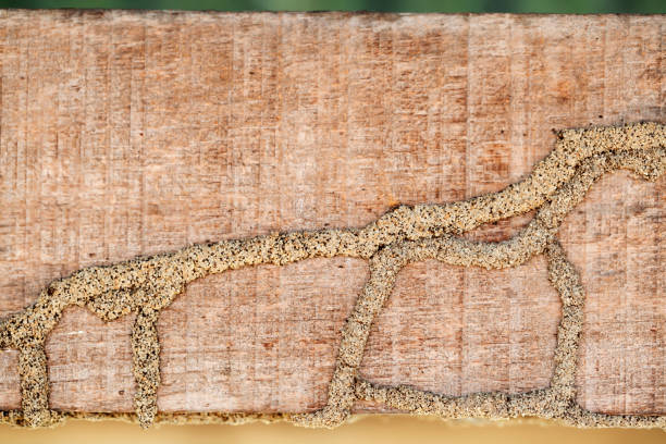 background of termite texture on wooden panel with copyspace. background of termite texture on wooden panel with copyspace. termite stock pictures, royalty-free photos & images