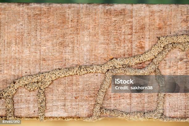 Background Of Termite Texture On Wooden Panel With Copyspace Stock Photo - Download Image Now
