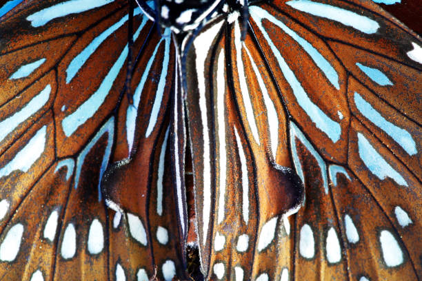 Blue Tiger butterfly (Tirumala hamata) adult feeding on flower with wings open\