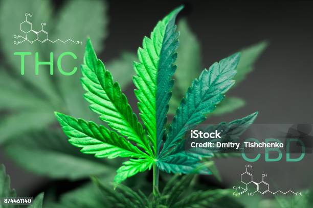 A Beautiful Sheet Of Cannabis Marijuana In The Defocus With The Image Of The Formula Thc And Cbd Stock Photo - Download Image Now