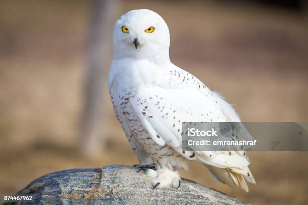 Snowy Owl Stock Photo - Download Image Now - Owl, Arctic, Polar Climate