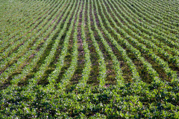 Rows of young broad bean plants in a field