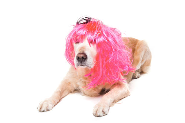 istock golden retriever dog with wig 874481552