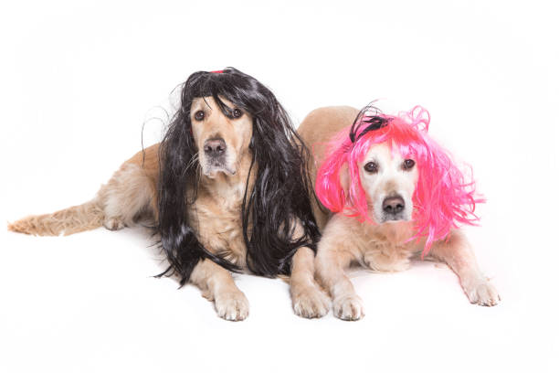 istock two golden retriever with wigs 874481562