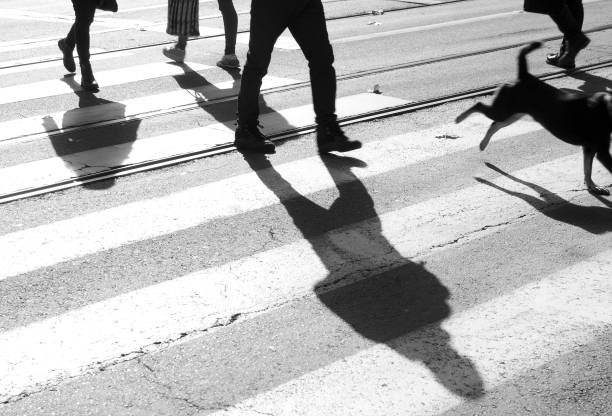 Zebra crossing with shadows and silhouettes of people walking and a dog in motion blur crossing the street in black and white