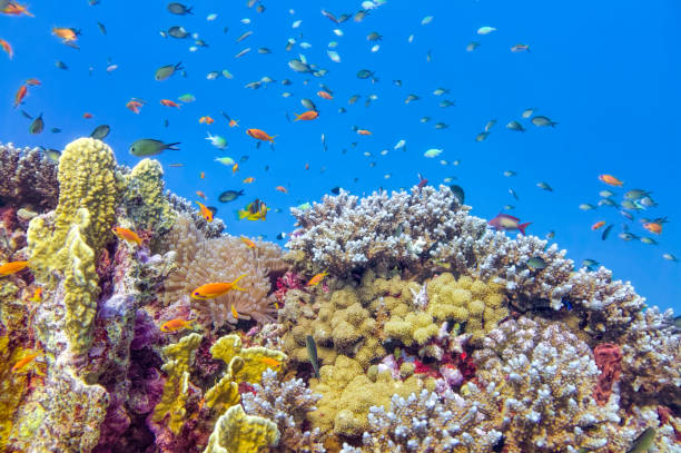 Sea life on beautiful coral reef with lot of tropical Fish in Red Sea - Marsa Alam - Egypt Beautiful Coral reef with with lot of tropical Fish / Marsa Alam - Egypt. Scuba Diving on 15m deep. chromis stock pictures, royalty-free photos & images