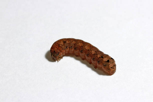 Brown caterpillar isolated on white background. stock photo