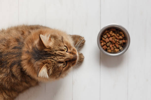 istock Cat eating from a bowl on white wooden planks. 874482802