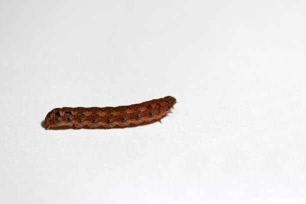 istock Brown caterpillar isolated on white background. 874484908