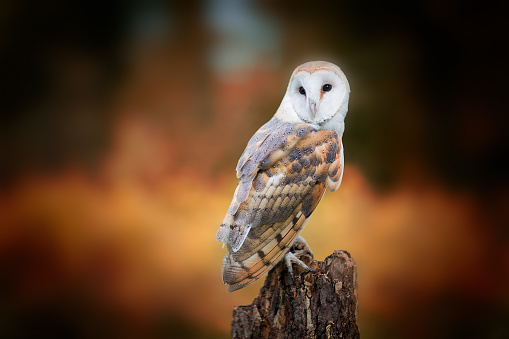 Night shot of a Barn owl (Tyto alba) sitting at a branch. Location: Danube Delta. \nThe Danube Delta (Romanian: Delta Dunării) is the second larges river delta in Europe, it is listed as a World Heritage Site. The larger part of the Delta is belonging to Romania, a smaller part to Ukraine.
