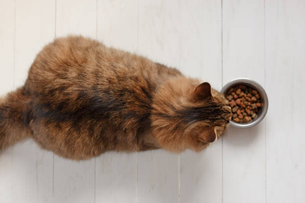 istock Cat eating from a bowl on white wooden planks. 874485106