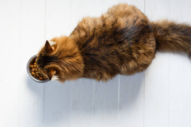 istock Cat eating from a bowl on white wooden planks 874485324
