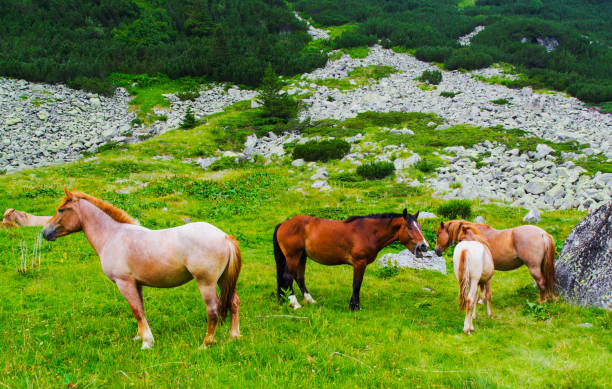 istock Landscape with wild horses in the mountain 874492236